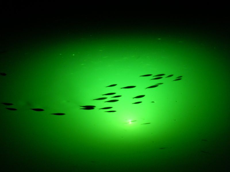 Dock-light glow after dark, where ladyfish pick off shrimp and glass minnows in the light cone