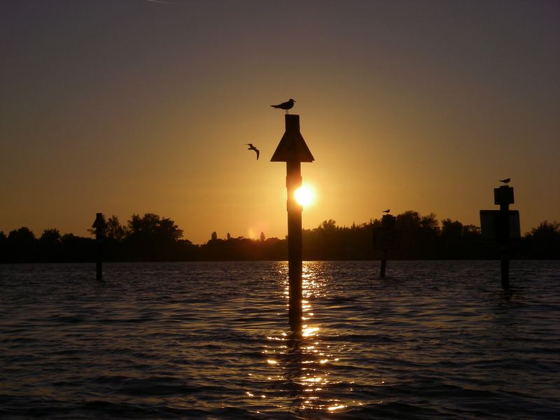 Terns perched on channel markers silhouetted against a low sun over the bay