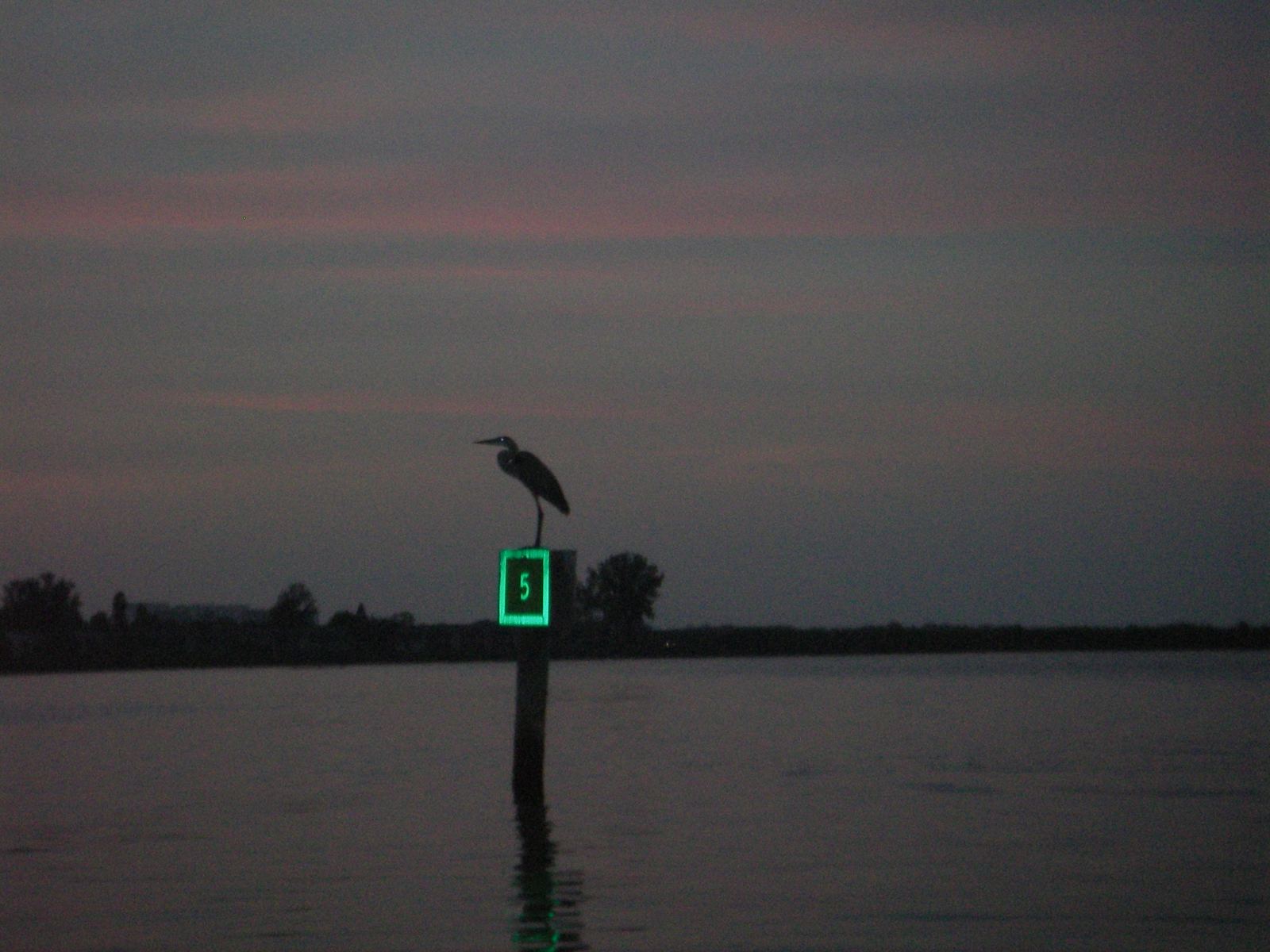 A moving tide after dark is the whole game — on slack water the bite dies.