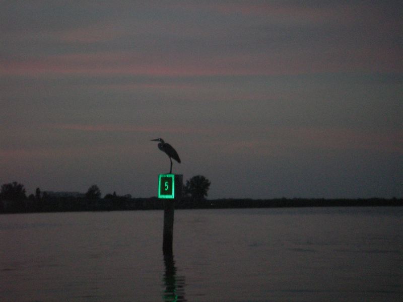 Dusk over the bay — a heron perched on a channel marker as the night bite turns on