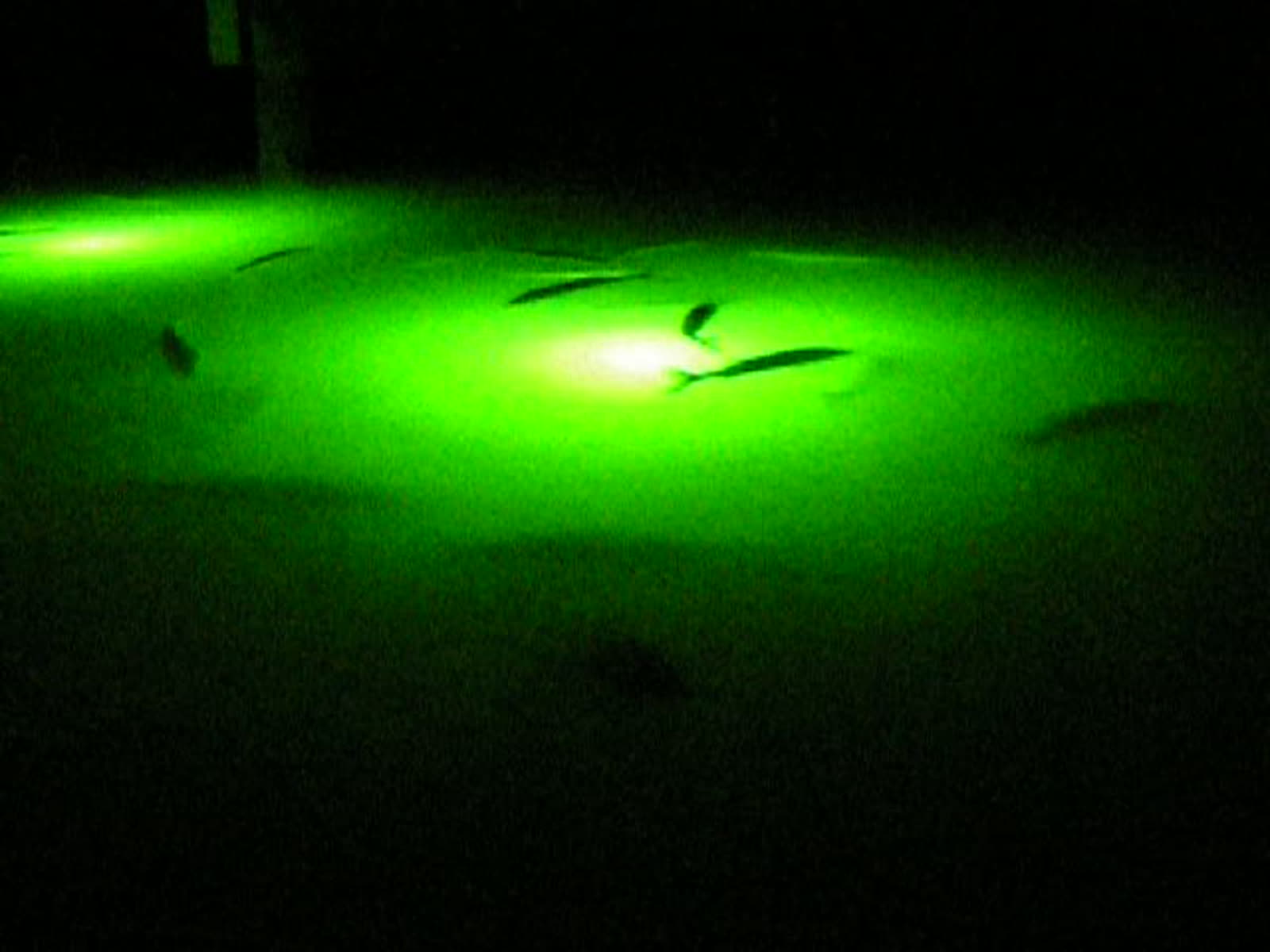 ICW dock lights hold snook after dark; the same pilings hold sheepshead all winter.