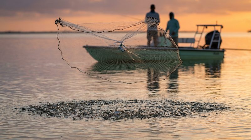 Two anglers on a shallow-draft skiff at sunrise, a cast net open in the air over a patch of bait flicking on the surface