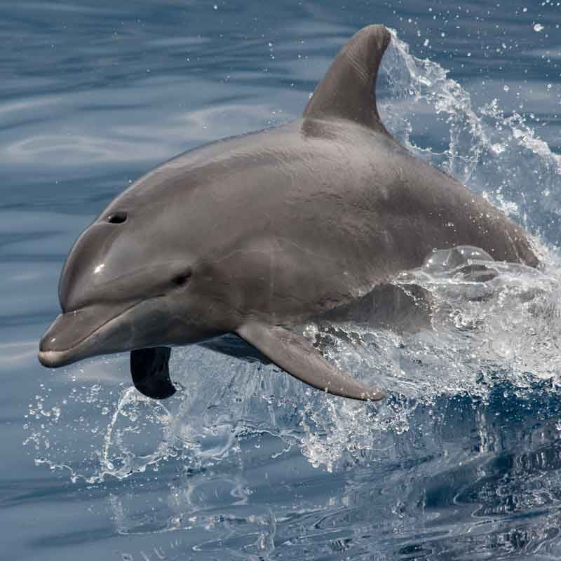 Dolphin Tours