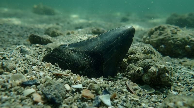Shark Tooth Dives