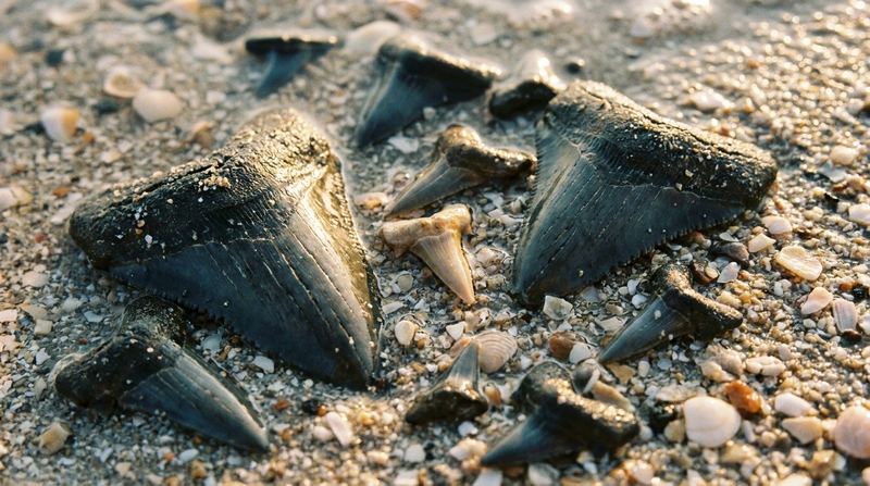 Fossil shark teeth of several species scattered across a Gulf shell line — glossy black, gray and brown, sorted by the surf