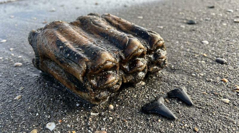 A mastodon molar — Ice-Age Florida.