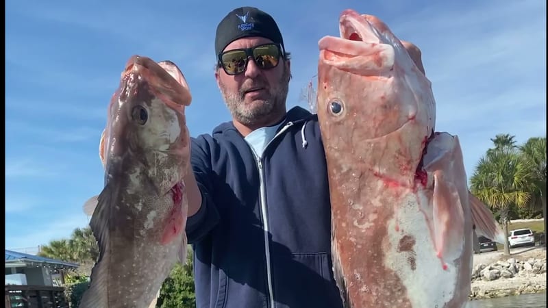 Two red grouper, held up head-on.