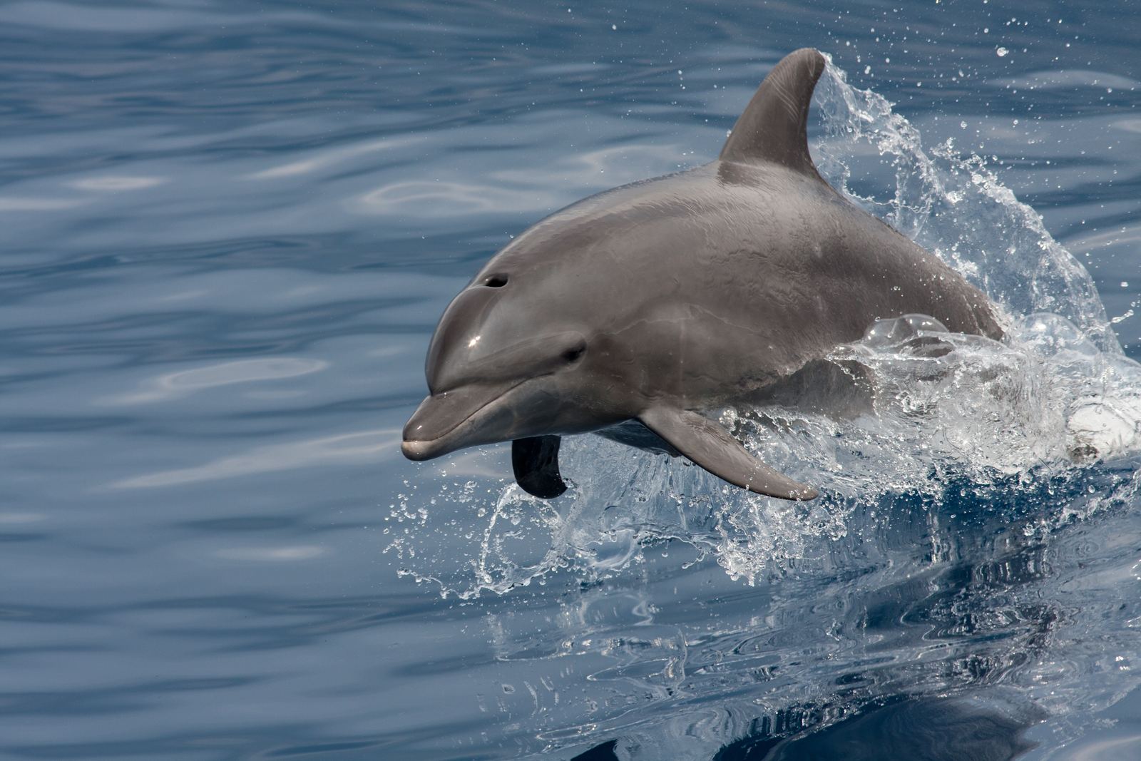 A bottlenose dolphin clearing the water