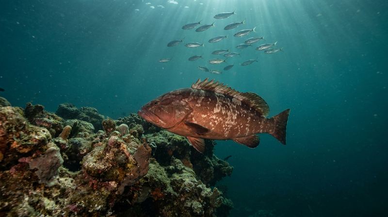 A red grouper holding alongside a rocky ledge with baitfish above it in shafts of light
