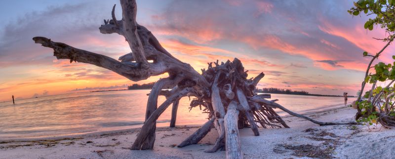 Driftwood at Shell Beach, Big Pass.