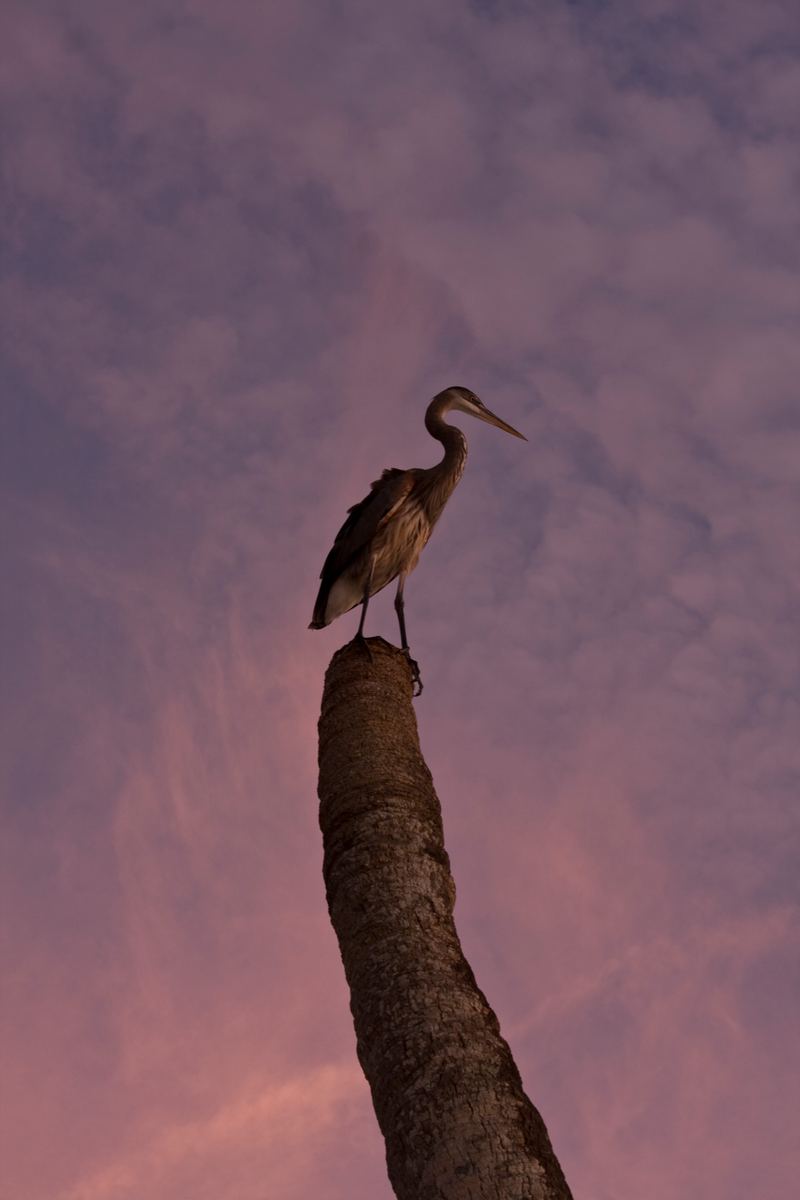 Great blue heron perched on a dead palm snag against a pink Sarasota sunset