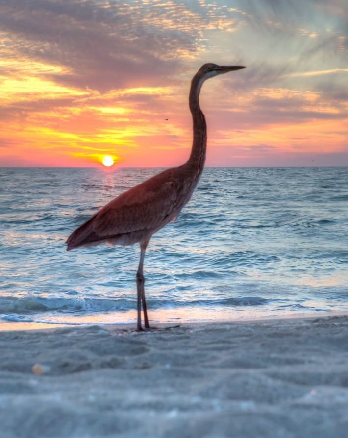 A great blue heron standing in the beach wash at sunset