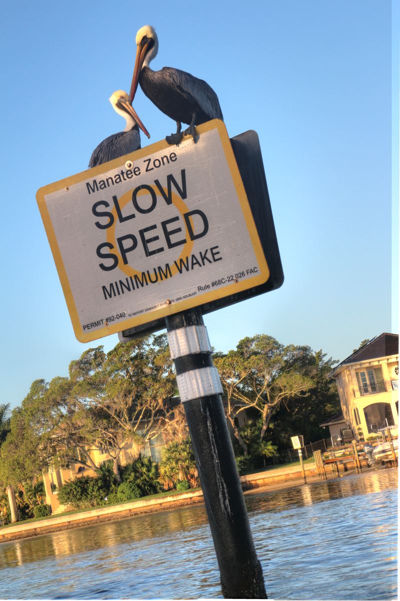 Pelicans perched on a Manatee Zone slow-speed sign