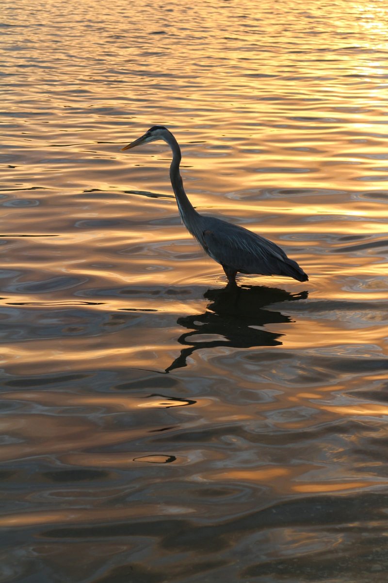 A great blue heron standing in shin-deep water, its reflection breaking up in a gold sunset chop