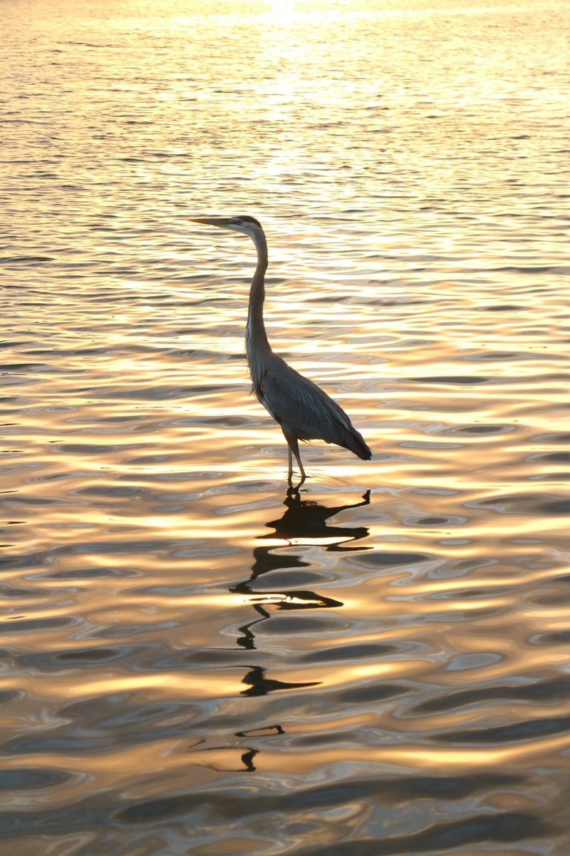 A great blue heron standing in shallow water, its reflection running down a sheet of gold sunset ripple