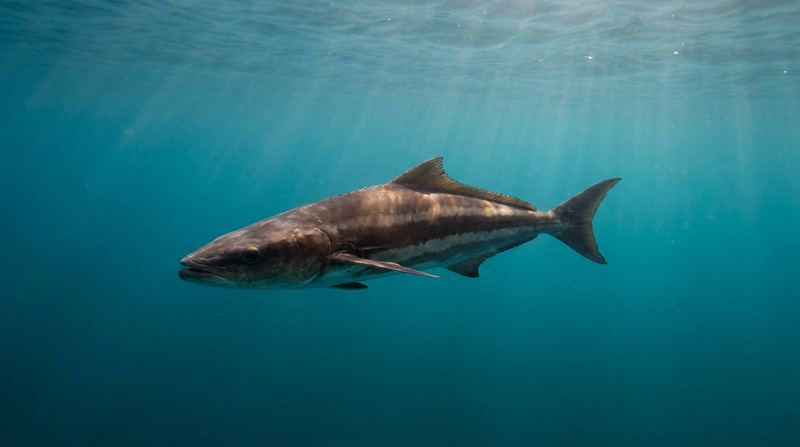 Cobia — Sarasota offshore charter