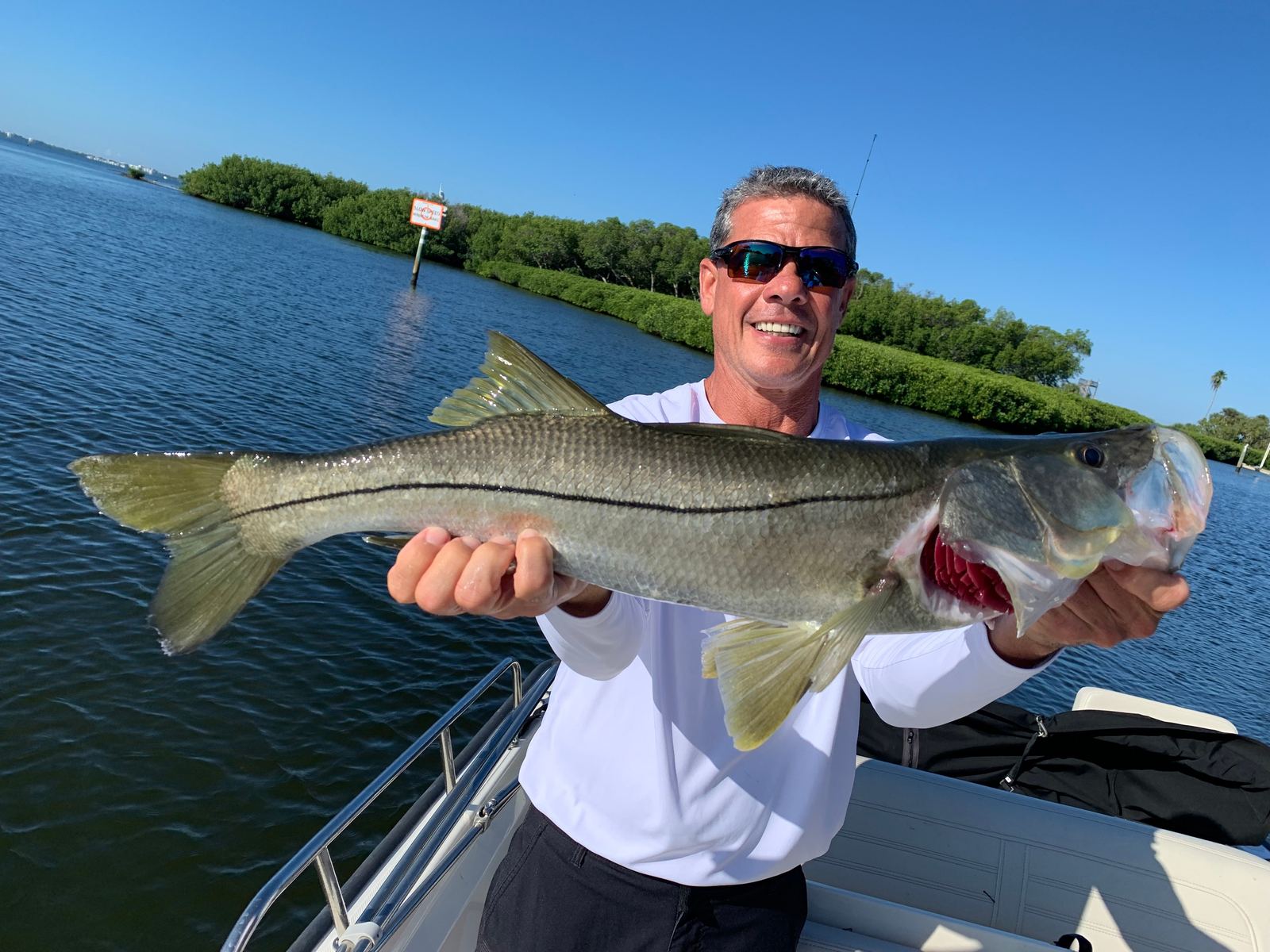 A big snook headed back to the mangroves