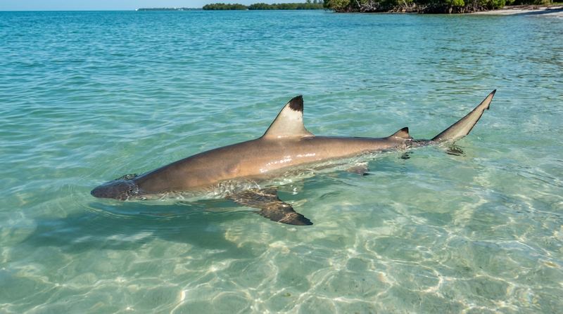 A blacktip shark cruising shallow clear water, black-tipped fins showing over a pale sand bottom