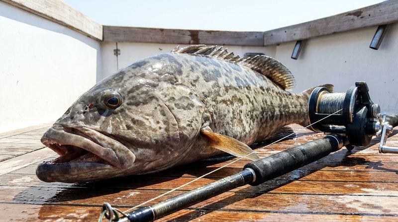 A grouper laid out on a dock beside the conventional outfit that caught it, dark boxy blotches across a brown-grey flank and a pale mouth