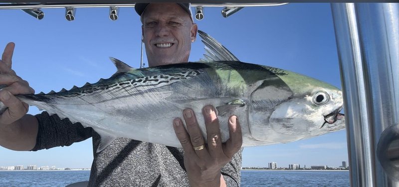 A little tunny held across both hands on a boat — wavy dark markings above the lateral line, football body, tiny mouth, high-rise skyline low in the background