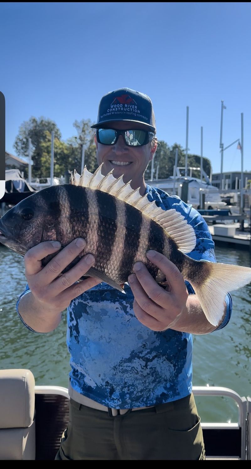 An angler holding a barred black-and-white sheepshead over a marina, spiny dorsal raised