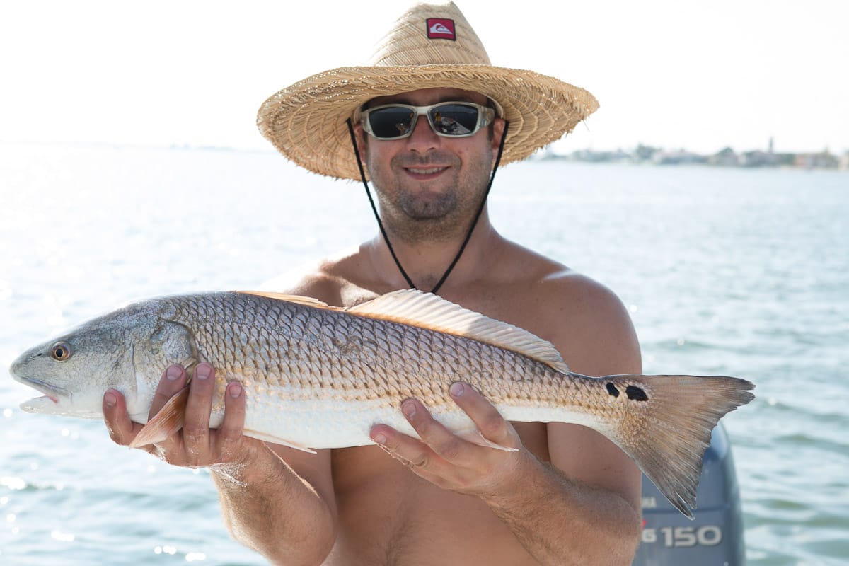 Redfish Fishing in Sarasota: Spots, Seasons & 2026 Regulations caught fishing near Sarasota, Florida