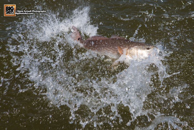 A redfish going back over the side in a burst of spray