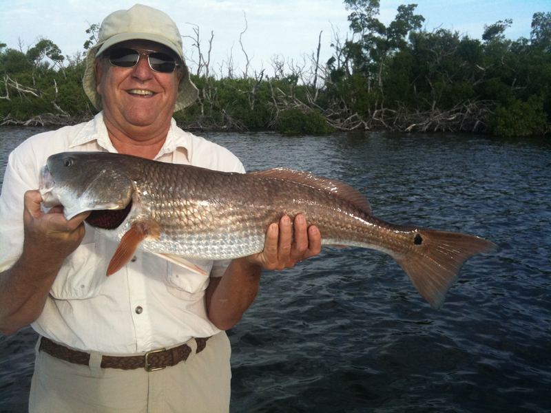 An angler holding a copper redfish with a black tail spot against a backcountry mangrove shoreline