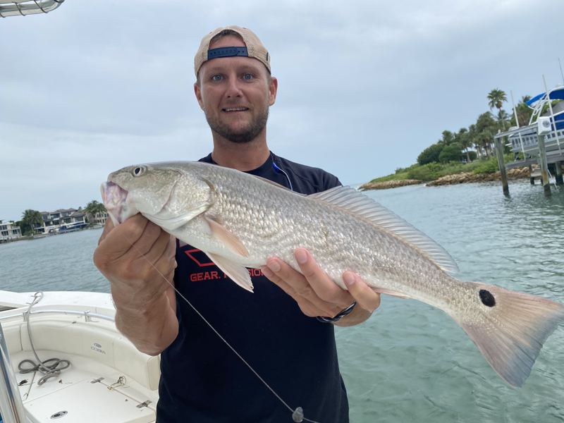 A Sarasota angler with a slot redfish held broadside, copper flanks and a clean tail spot