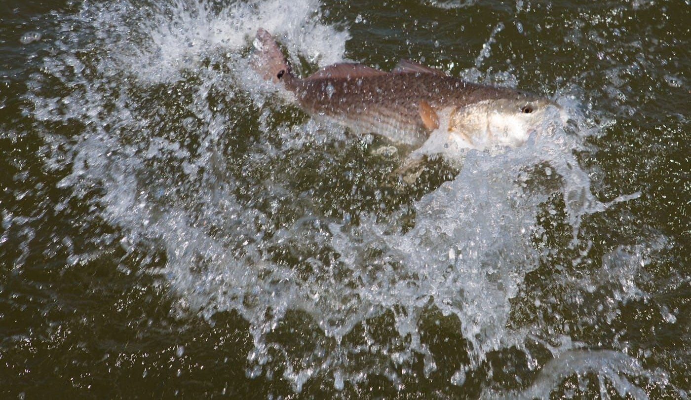 A redfish blows up on a topwater plug