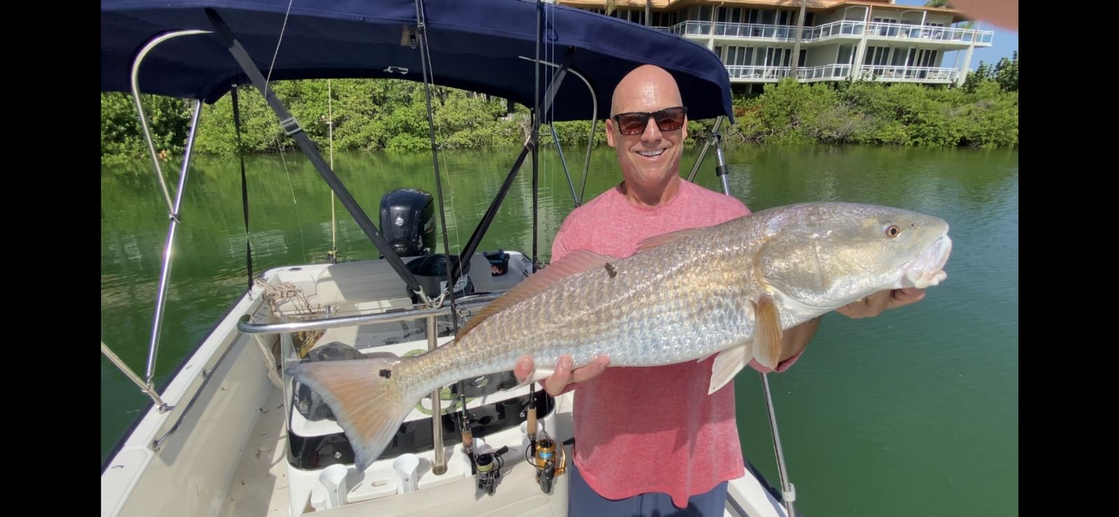 An angler holding a heavy over-slot redfish across both arms under a boat top, mangrove shoreline behind