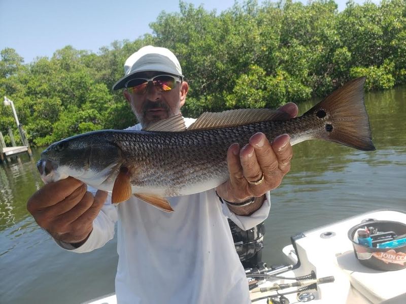 A copper Sarasota redfish held broadside over the mangroves, tail spot showing, before release