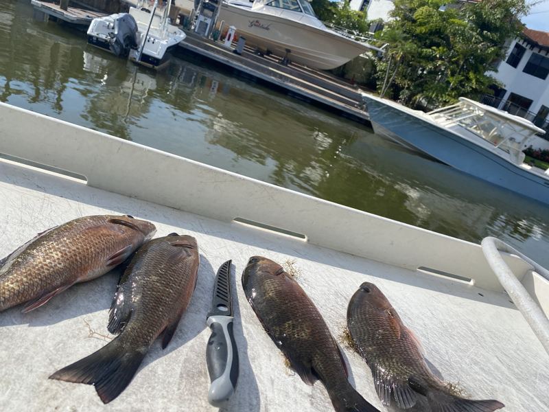 Four mangrove snapper laid out on a cleaning board beside a fillet knife