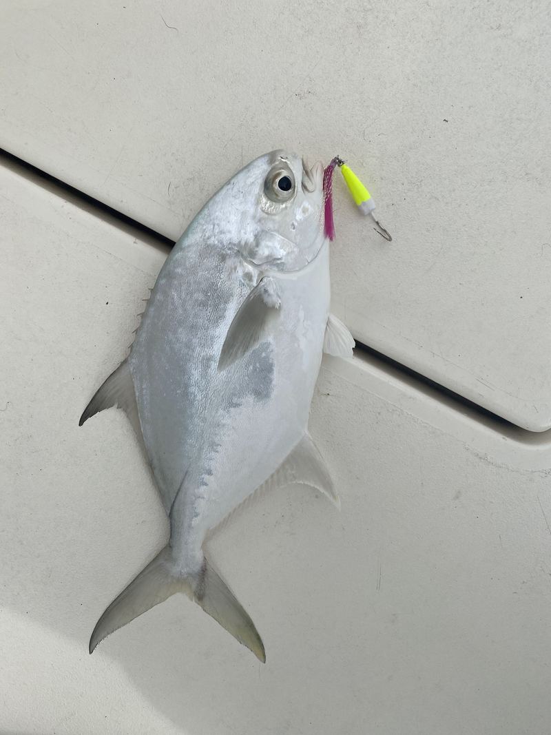 A Sarasota pompano that ate a chartreuse banana jig in the pass