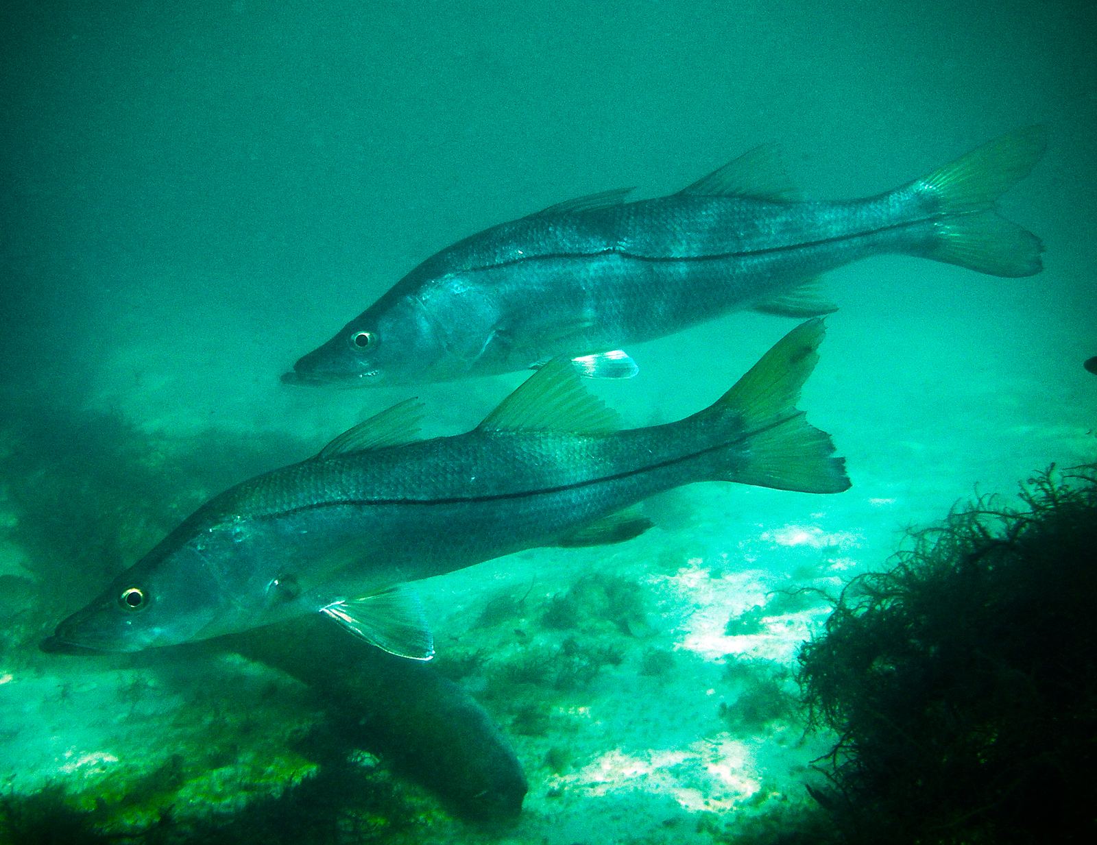 Snook Fishing in Sarasota: Seasons, Spots & 2026 Regulations caught fishing near Sarasota, Florida