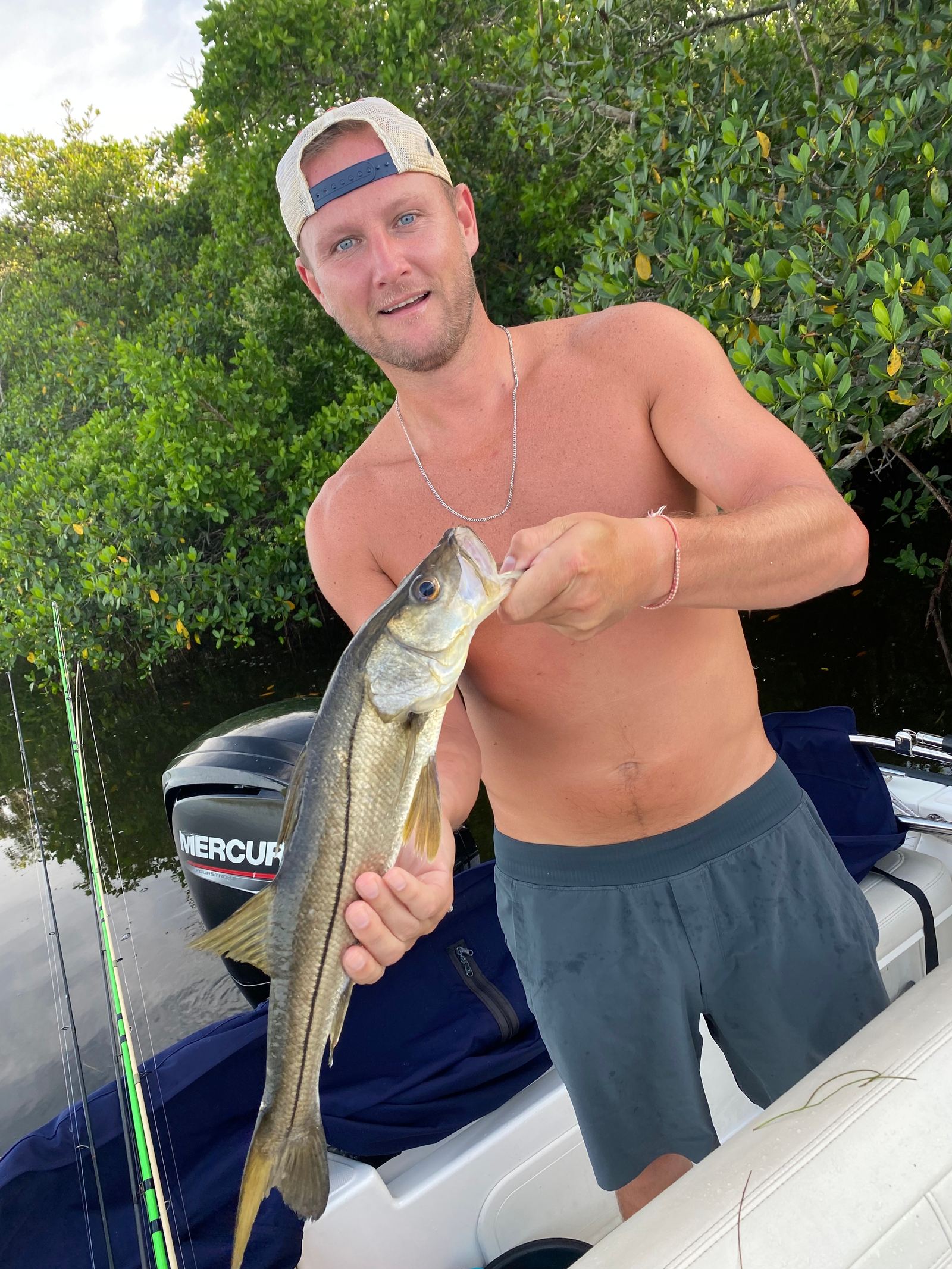 An angler holding a snook against a mangrove shoreline