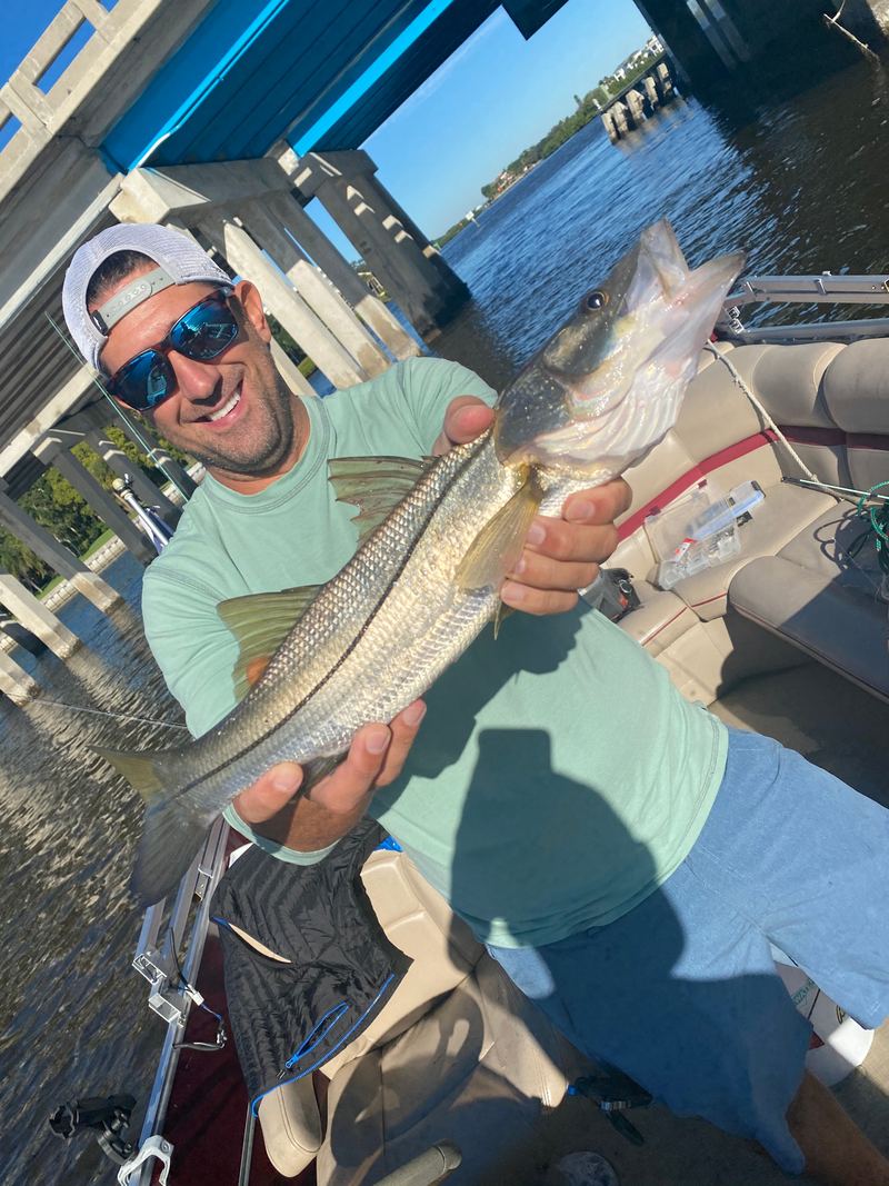 Snook released boatside after eating a live sardine in Sarasota Bay