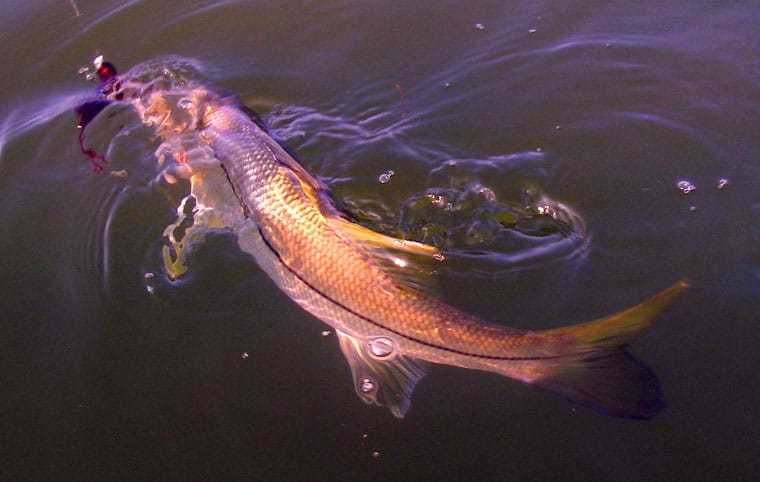 A snook at the surface during the July spawn off Sarasota