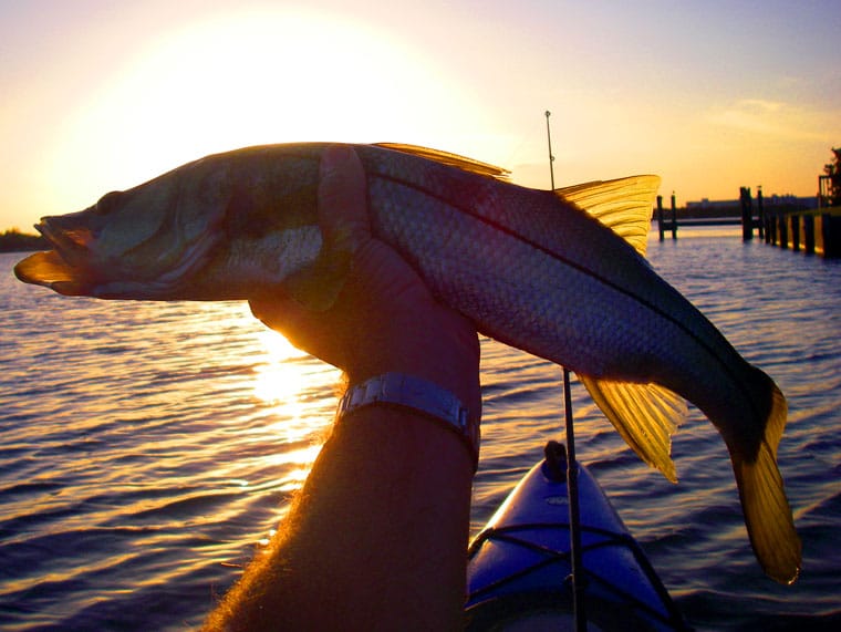 Snook landed from a kayak at sunset — classic Sarasota kayak-fishing conditions