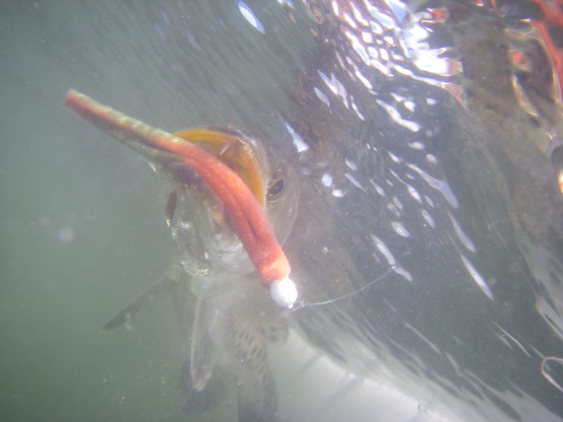 A spotted seatrout up near the surface with a soft plastic on a small white jighead in its mouth, the underside of the water surface mirrored above it