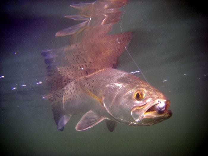 A spotted seatrout just under the surface, mouth open, a small white jighead in the corner of its jaw
