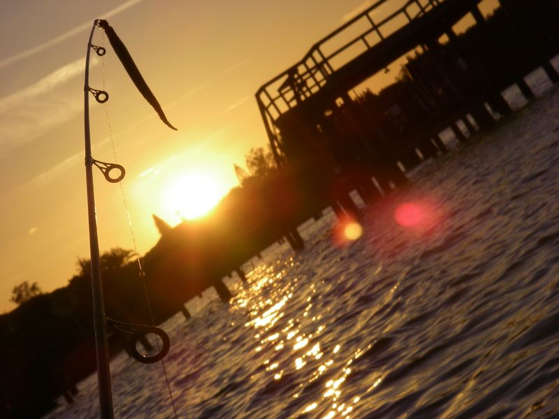 Cut ladyfish rigged at sunset on a Sarasota fishing pier