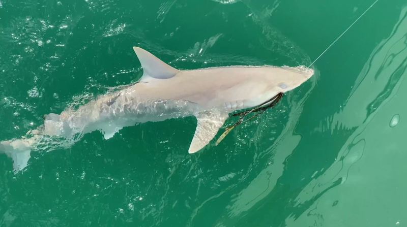 A blacktip shark on the leader alongside the boat in clear green water