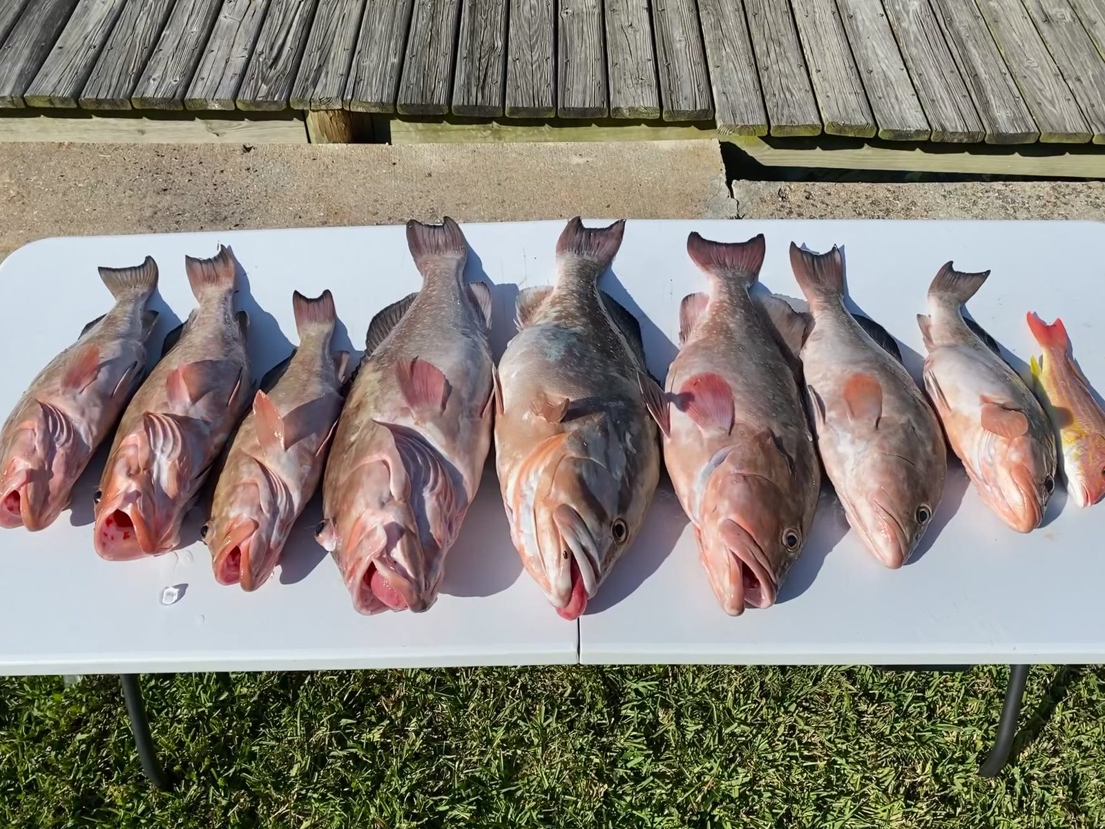 Every legal fish gets filleted and bagged at the dock before you go home.