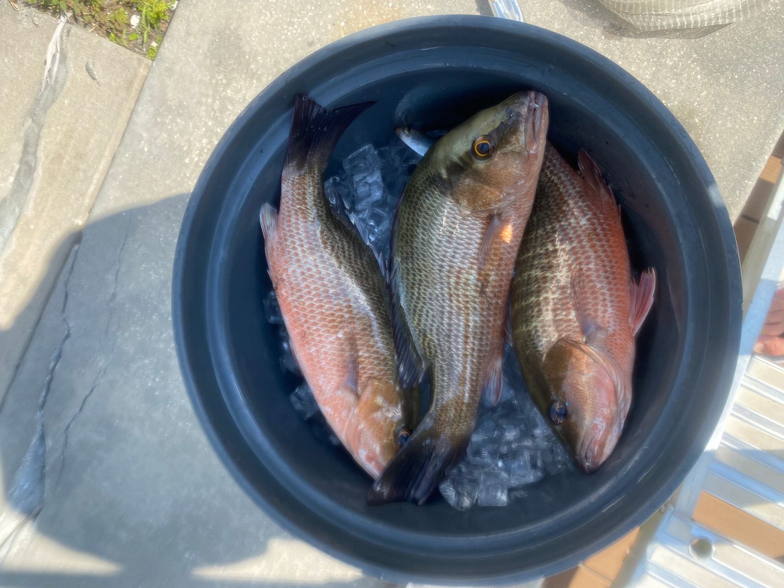 A cooler filling with snapper on an offshore trip