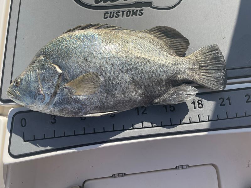 A tripletail laid out on a boat measuring board, its tail past the 18-inch mark
