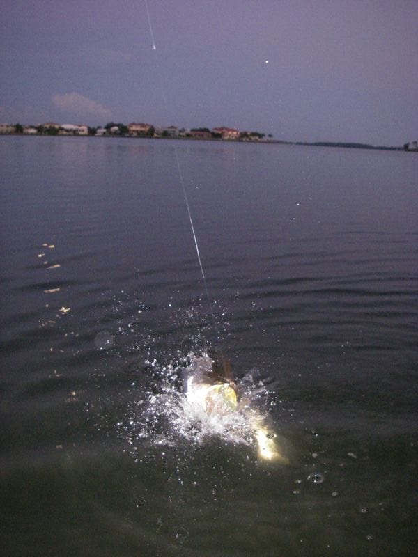 A fish thrashing at the surface in a burst of white spray, the fishing line running tight out of the top of the frame, low light over open bay water