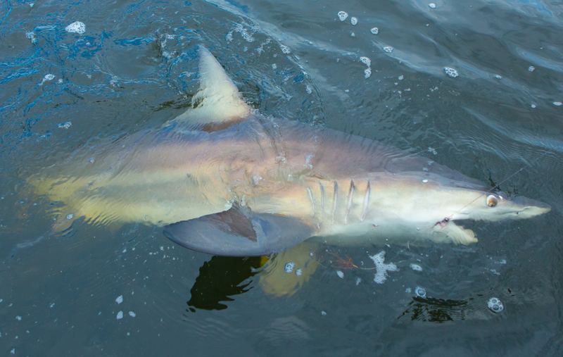 A shark boat-side off Sarasota before release