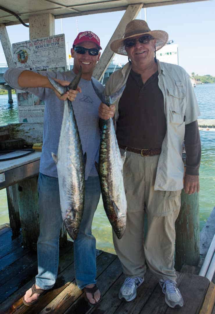 Kings pass Sarasota twice: north in March–May, peaking when the water hits the low 70s, then south again in the fall.