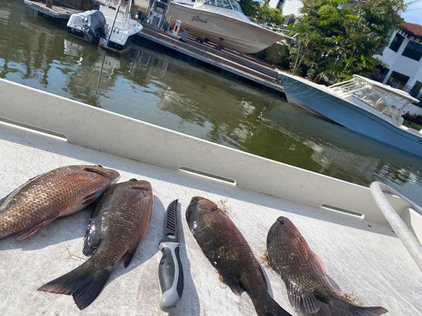 The hottest bottom bite of the summer runs between the July and August full moons, when snapper leave the docks for the reefs.